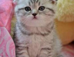 Scottish fold