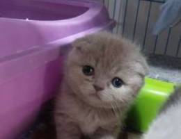 Super hight quality Scottish fold kittens