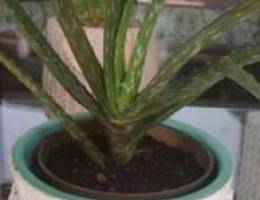 Hand made painting pot aloevera plant