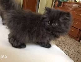 pure shanshala cat 100$ male&female Ø¨ÙŠÙˆØ± Ø´...