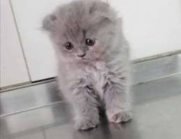 Scottish fold