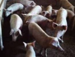 Pigs for sale