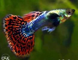 wanted mosaic guppies Ù…Ø·Ù„ÙˆØ¨