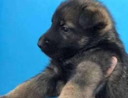 german puppies pure 3omer 55 youm