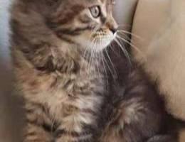 Brown tabby Maine coon