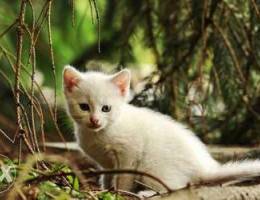 Kitten turkish angora