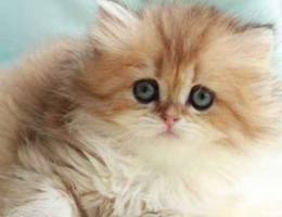 British Longhair kittens with pedigree Fer...