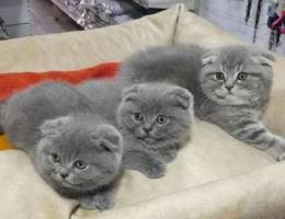 Scottish folded kittens