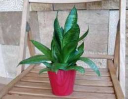 Little Sansevieria+ ceramic pot