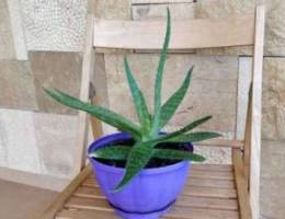 Aloe-Vera