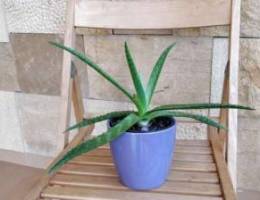 Aloe vera + ceramic pot!