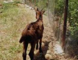 Alpine Goat (France) - Ù…Ø§Ø¹Ø² Ø£Ù„Ø¨ÙŠÙ† (ÙØ±Ù†Ø³Ø§)