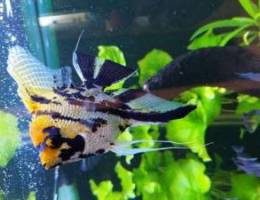 Angelfish for sale