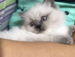 Ragdoll cat for sale