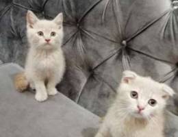 Gold Scottish and British Kittens males he...