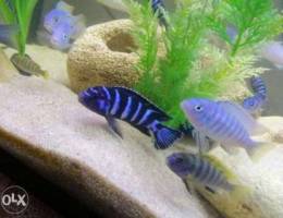 Demasoni Cichlid