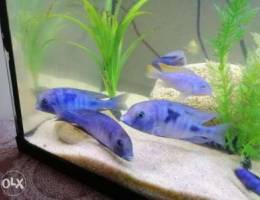 3 cichlid blue dolphin