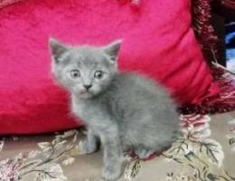 Grey British male healthy and playful and ...