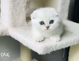 highland kitten white mlyon w 800