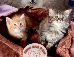 Persian chinchila kitten available male an...