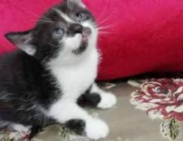 British oreo kitten healthy and playful an...