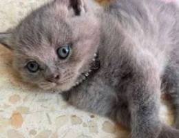 british shorthair