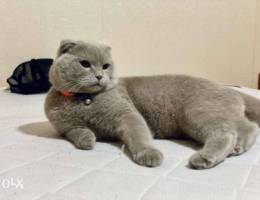 Scottish fold