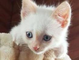 kitten blue eyes 2 month's for sale 200 00...