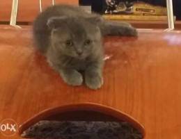 Scottish Fold(100%) 3 months Male. deworme...