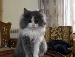 Persian Cat for Mating