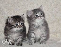 Siberian kittens females dewormed