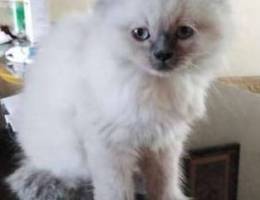 Male Ragdoll for Sale