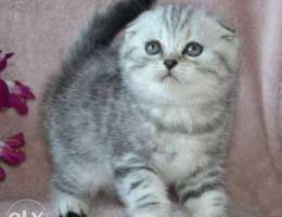 Tabby Scottish Fold