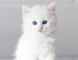 Persian kitten 2 months blue eyes