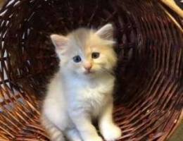 mixed breed long hair kitten