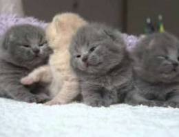 scottich kittens for sale