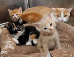 Kittens for adoption