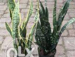 Snake plant/ sanseveria