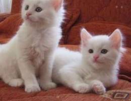 2 months pure Angora kittens for sale