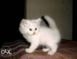 Persian male cute kitten