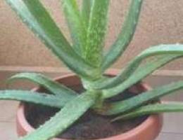 Aloe vera