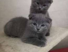 Scottish fold kittens