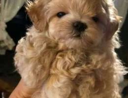 Poodle x Maltese (Maltipoo) Imported