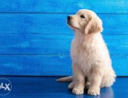 Golden Retriever ( Puppy) !