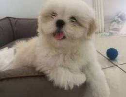 Maltese ( Bichon)