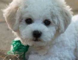 Bichon Frise (Puppy)