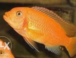 Red Zebra cichlid