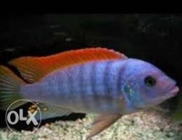 Ice blue zebra cichlid