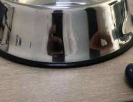 dog food bowl