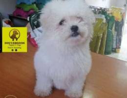 Bichon Maltese for sale